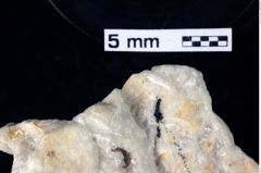 Foto (Detailansicht) von Decapoda indet. (NHMW-GEO-1990-0041-0217)